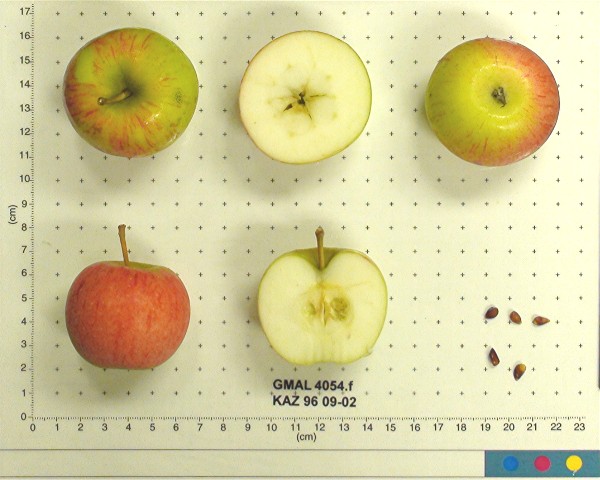 FRUIT