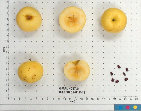 Click for 1 image(s) for this accession. FRUIT
