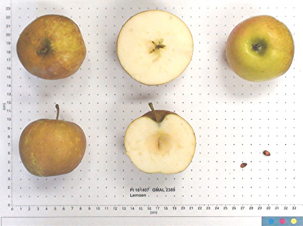 FRUIT