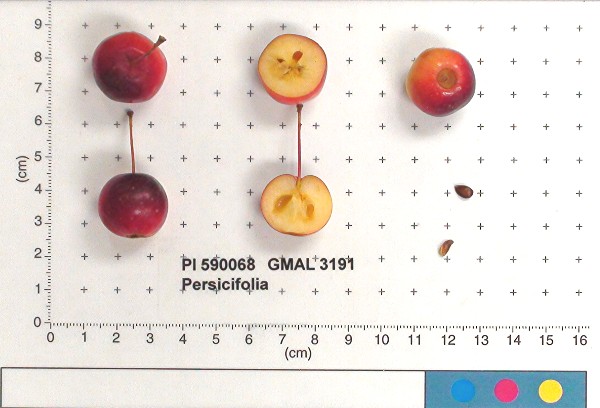 Click for 2 image(s) for this accession. FRUIT