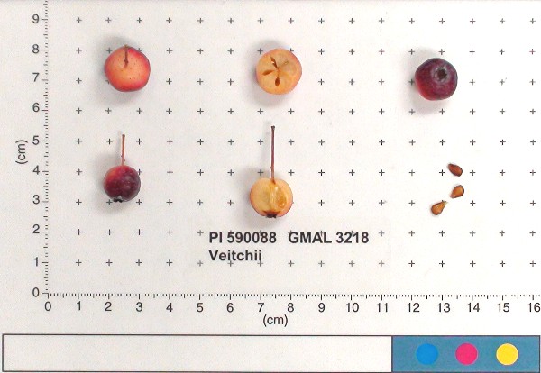 Click for 5 image(s) for this accession. FRUIT