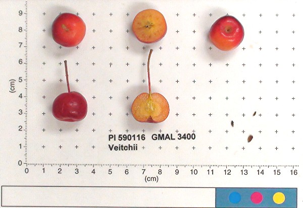 Click for 1 image(s) for this accession. FRUIT