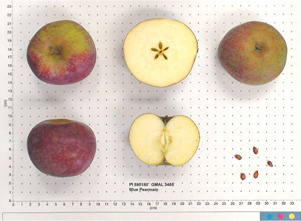 Click for 1 image(s) for this accession. FRUIT