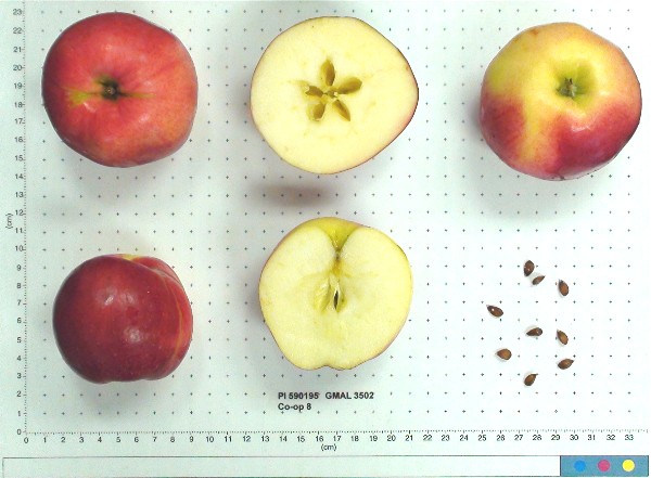 Click for 1 image(s) for this accession. FRUIT