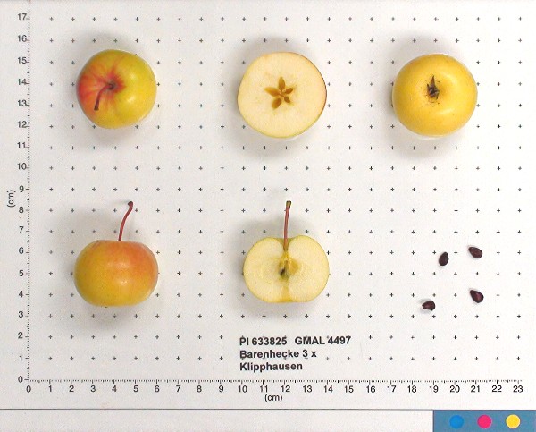 Click for 2 image(s) for this accession. FRUIT