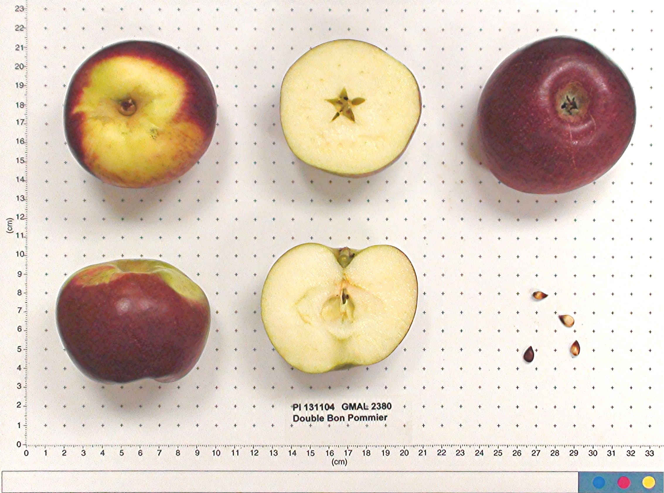 Click for 1 image(s) for this accession. FRUIT