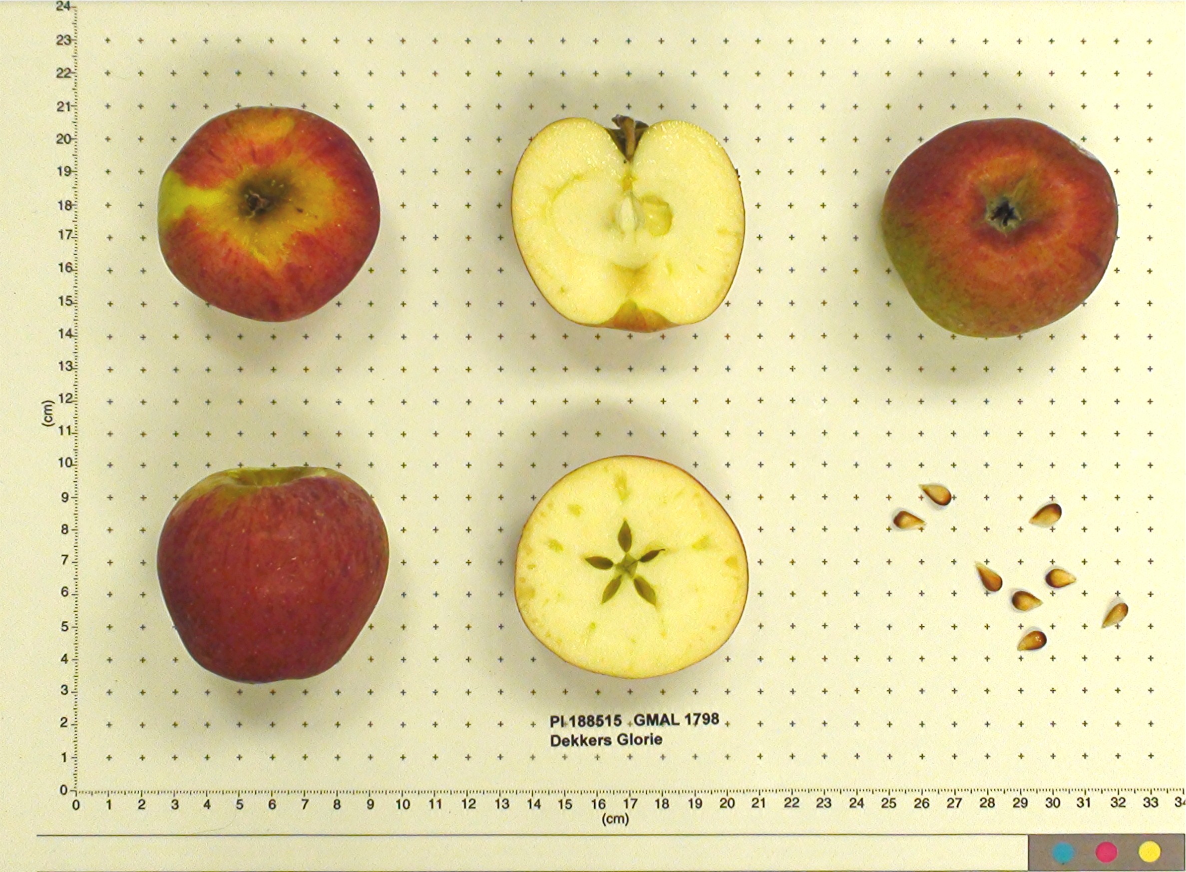 Click for 1 image(s) for this accession. FRUIT