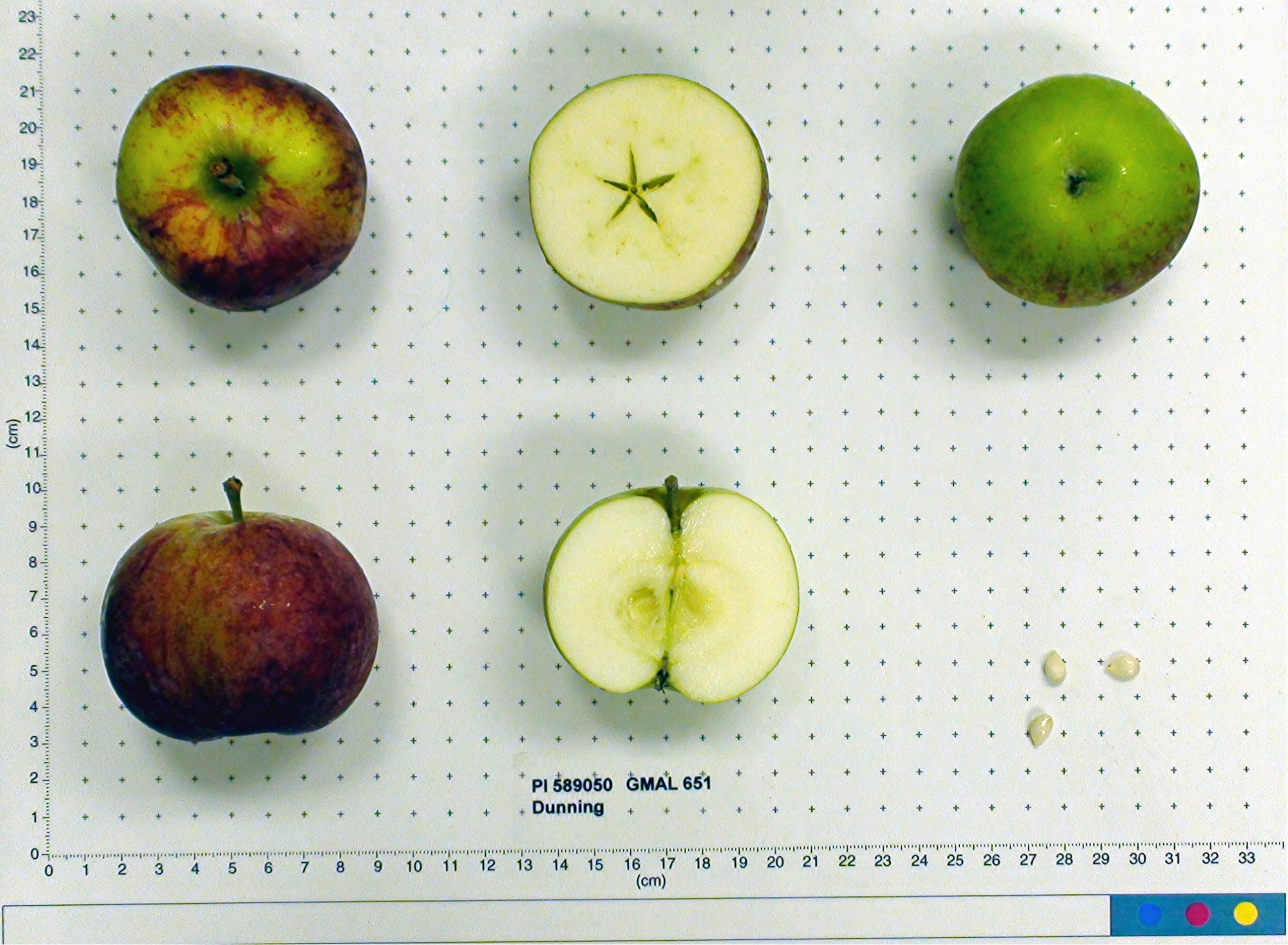 Click for 1 image(s) for this accession. FRUIT