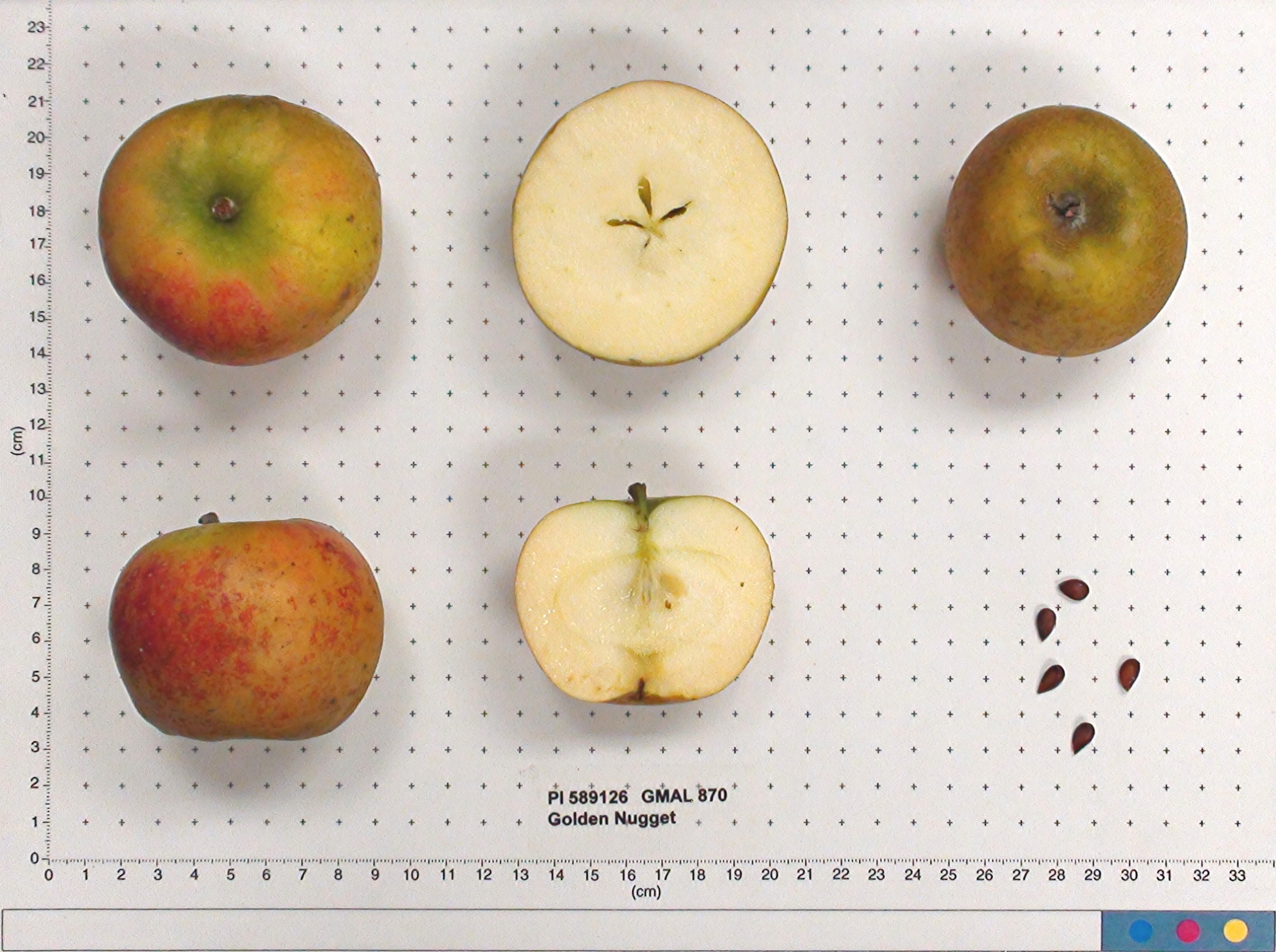 FRUIT