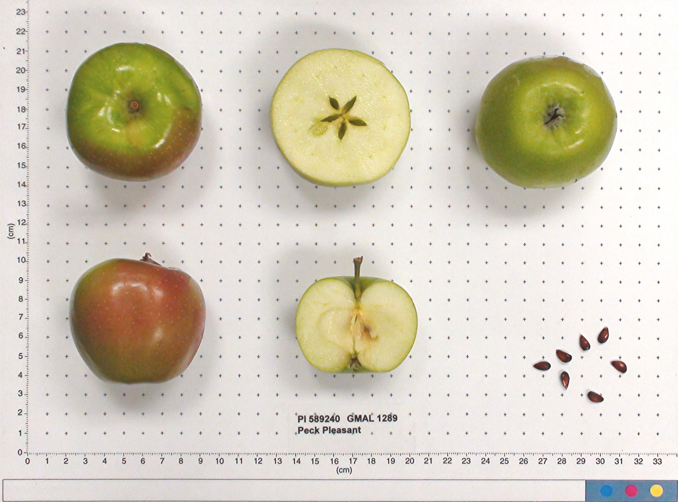 FRUIT