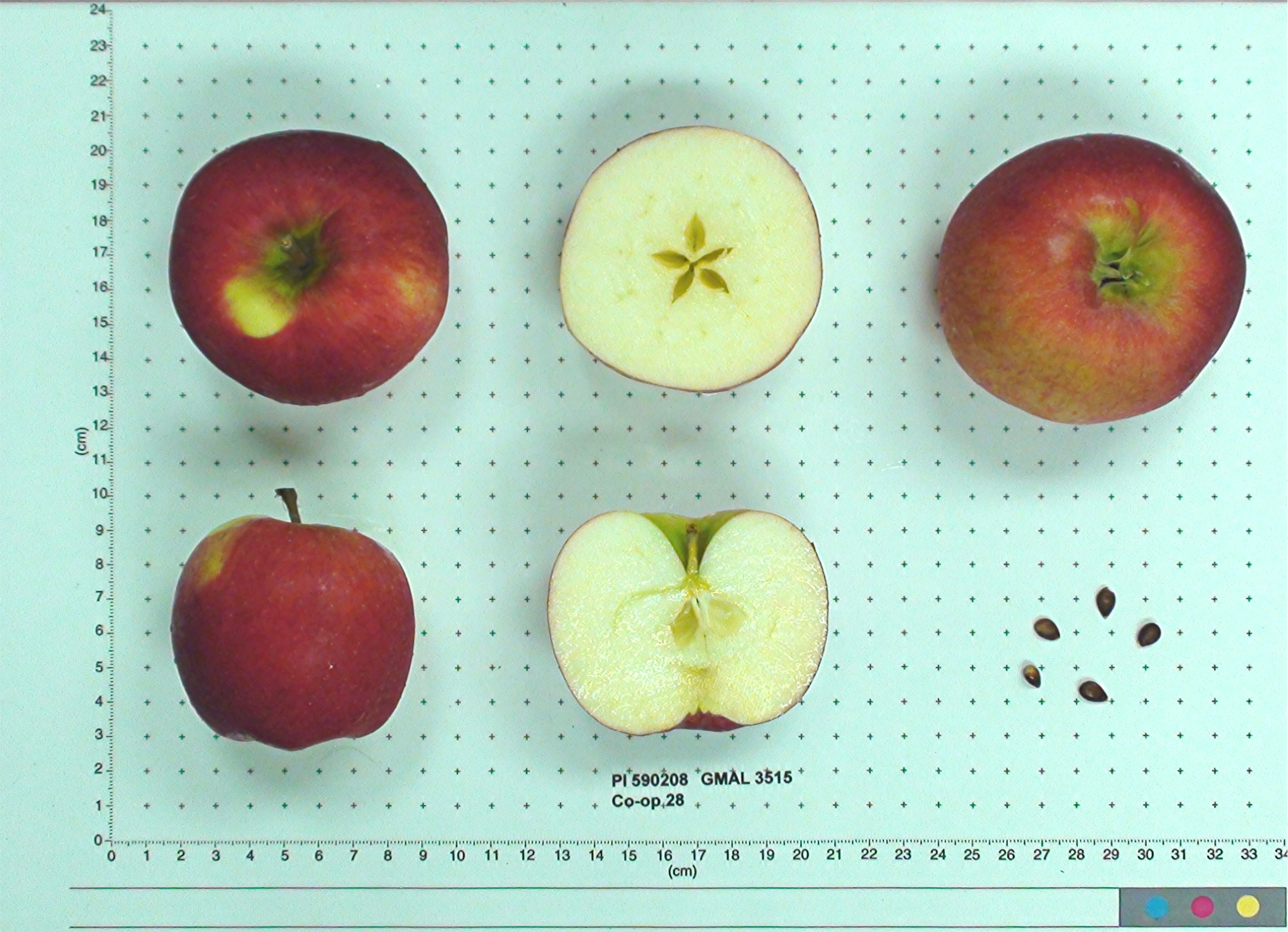 Click for 1 image(s) for this accession. FRUIT