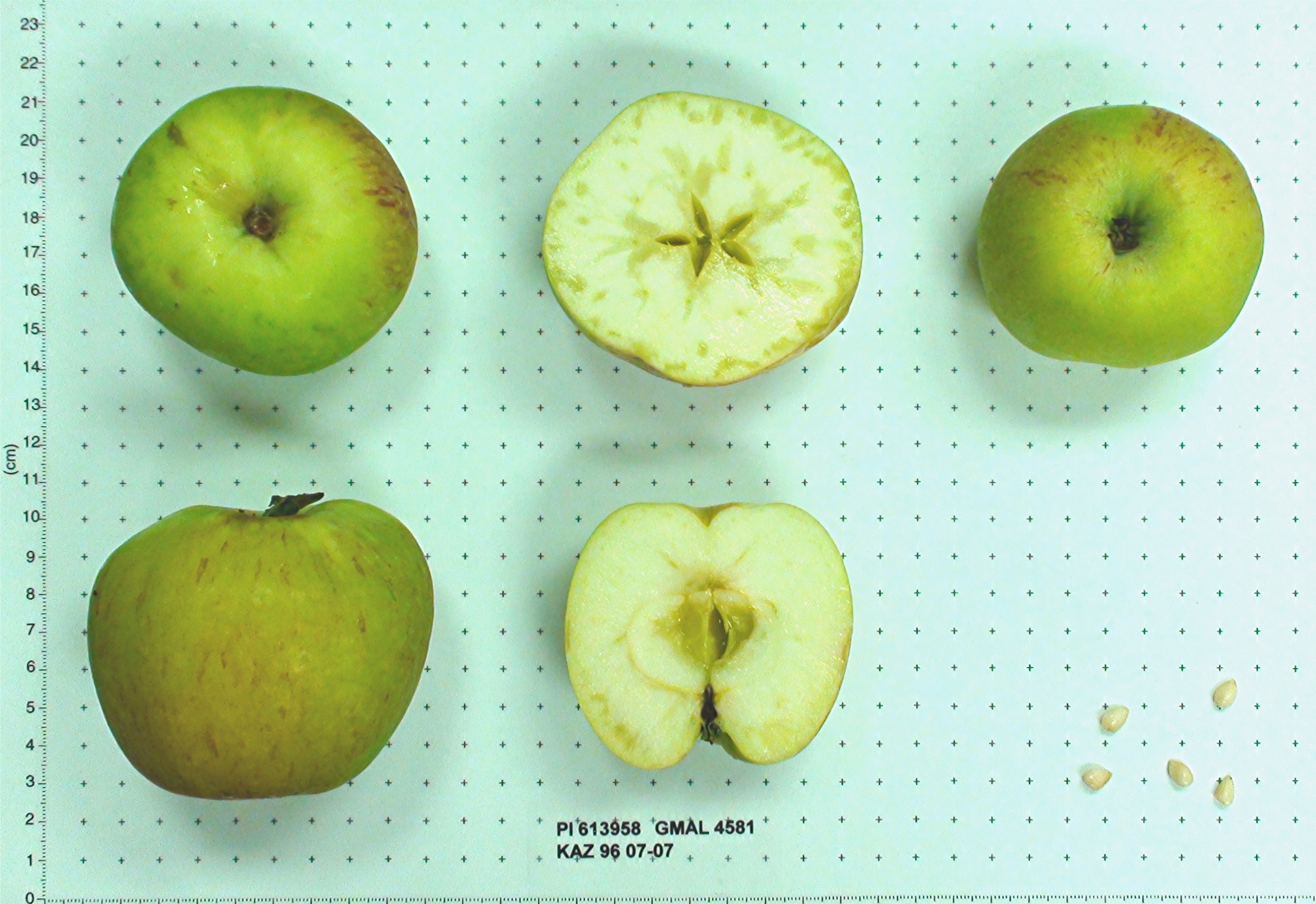 Click for 1 image(s) for this accession. FRUIT