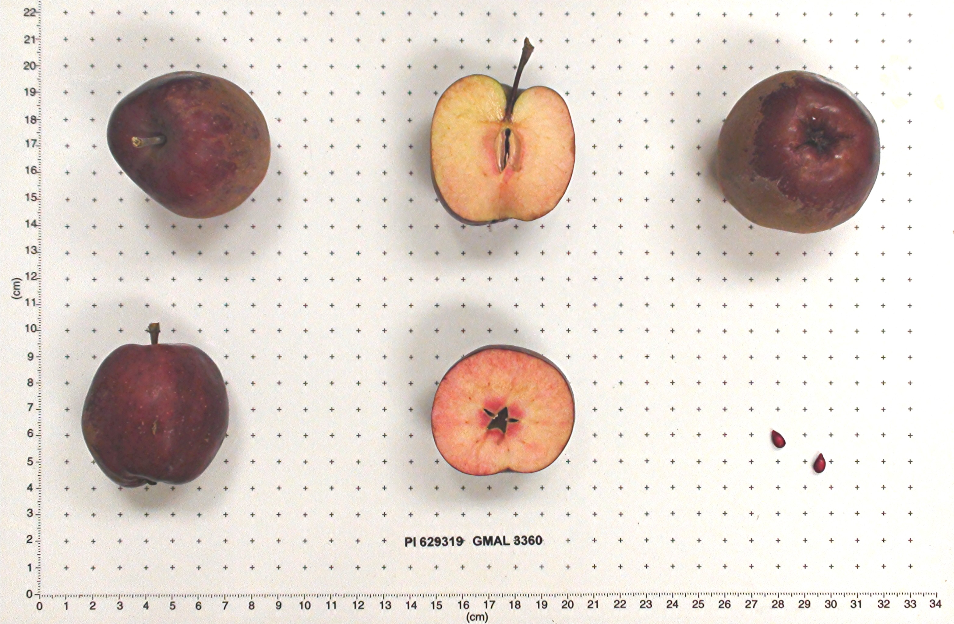 Click for 1 image(s) for this accession. FRUIT