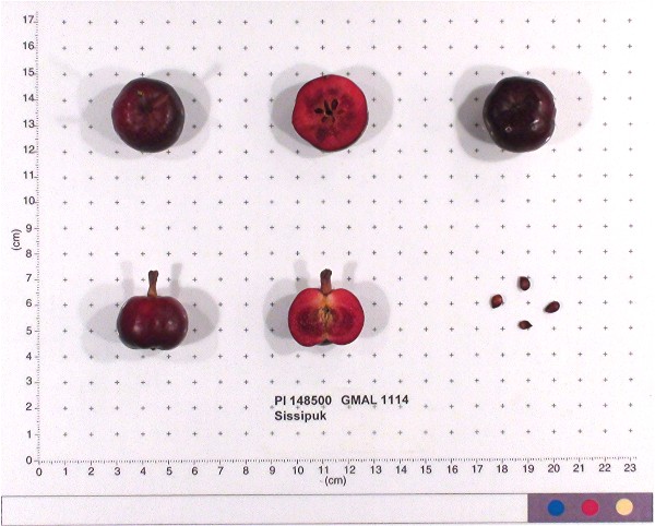 Click for 1 image(s) for this accession. FRUIT