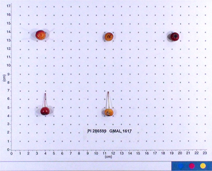 Click for 2 image(s) for this accession. FRUIT