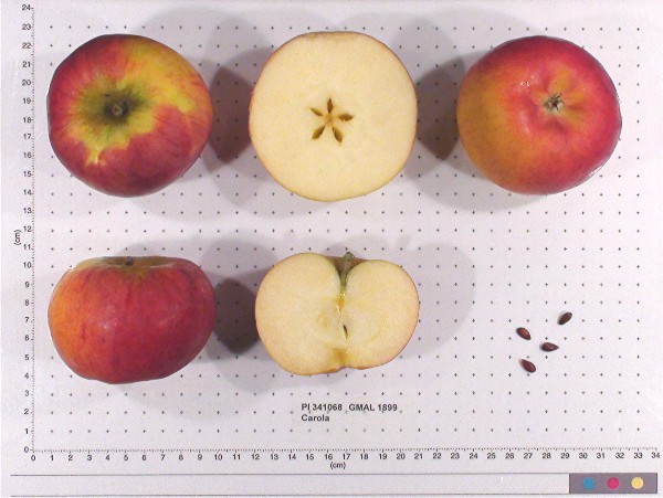 Click for 1 image(s) for this accession. FRUIT