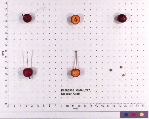 Click for 2 image(s) for this accession. FRUIT