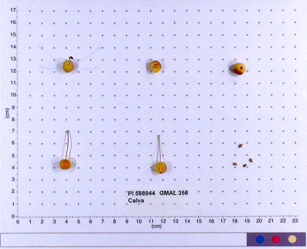 Click for 11 image(s) for this accession. FRUIT
