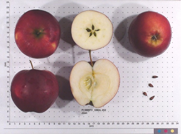 Click for 1 image(s) for this accession. FRUIT