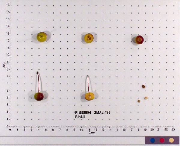 FRUIT