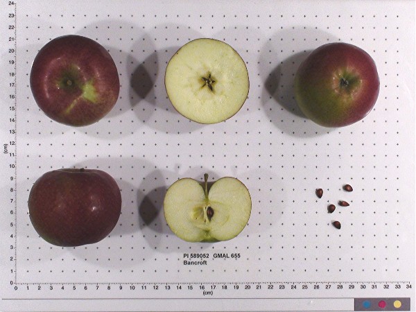 Click for 1 image(s) for this accession. FRUIT