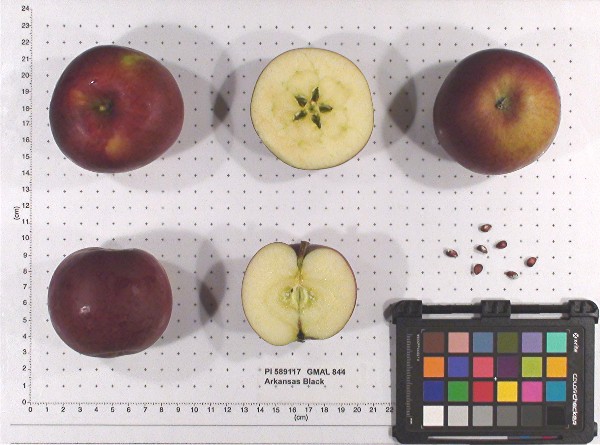 FRUIT