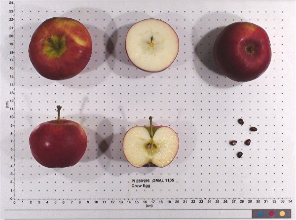 Click for 1 image(s) for this accession. FRUIT