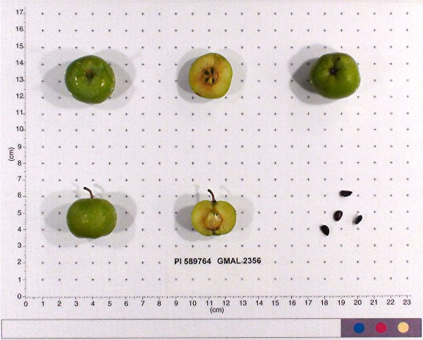 Click for 2 image(s) for this accession. FRUIT