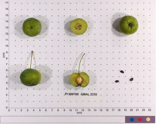 Click for 2 image(s) for this accession. FRUIT
