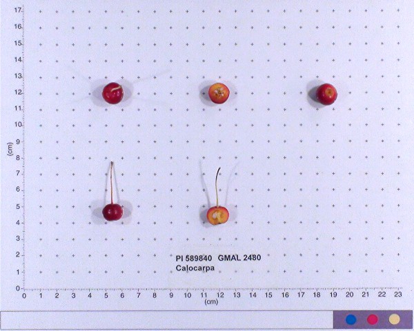 Click for 8 image(s) for this accession. FRUIT
