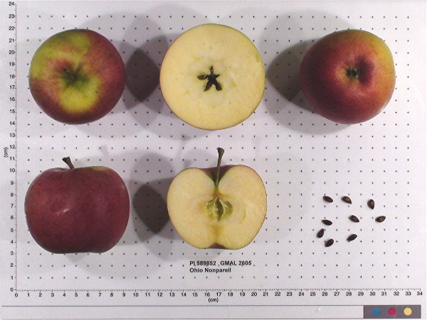 Click for 1 image(s) for this accession. FRUIT