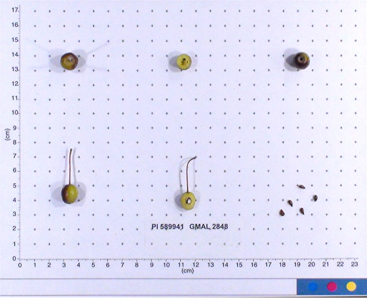 Click for 2 image(s) for this accession. FRUIT