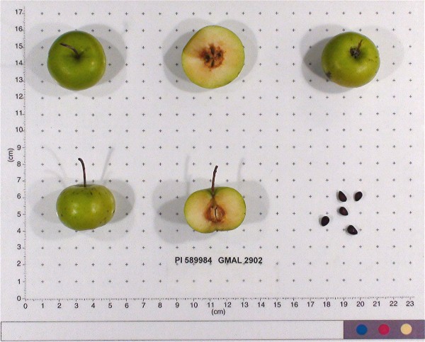 Click for 2 image(s) for this accession. FRUIT