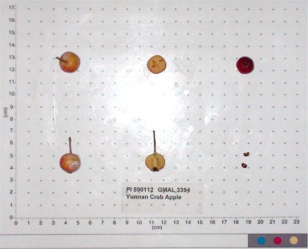 Click for 1 image(s) for this accession. FRUIT