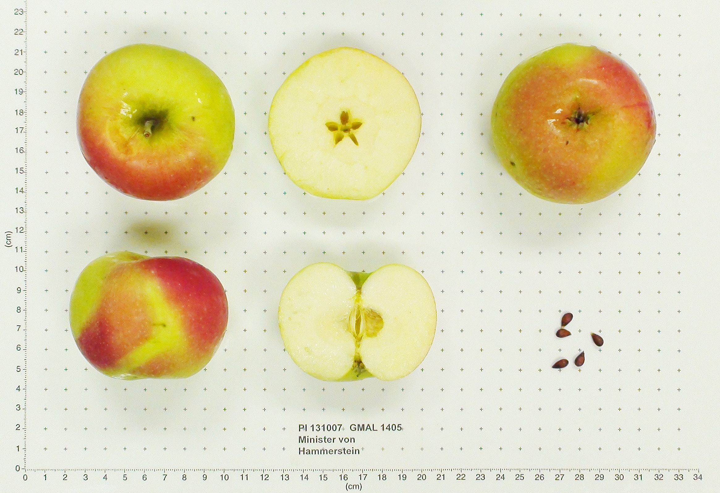 Click for 1 image(s) for this accession. FRUIT