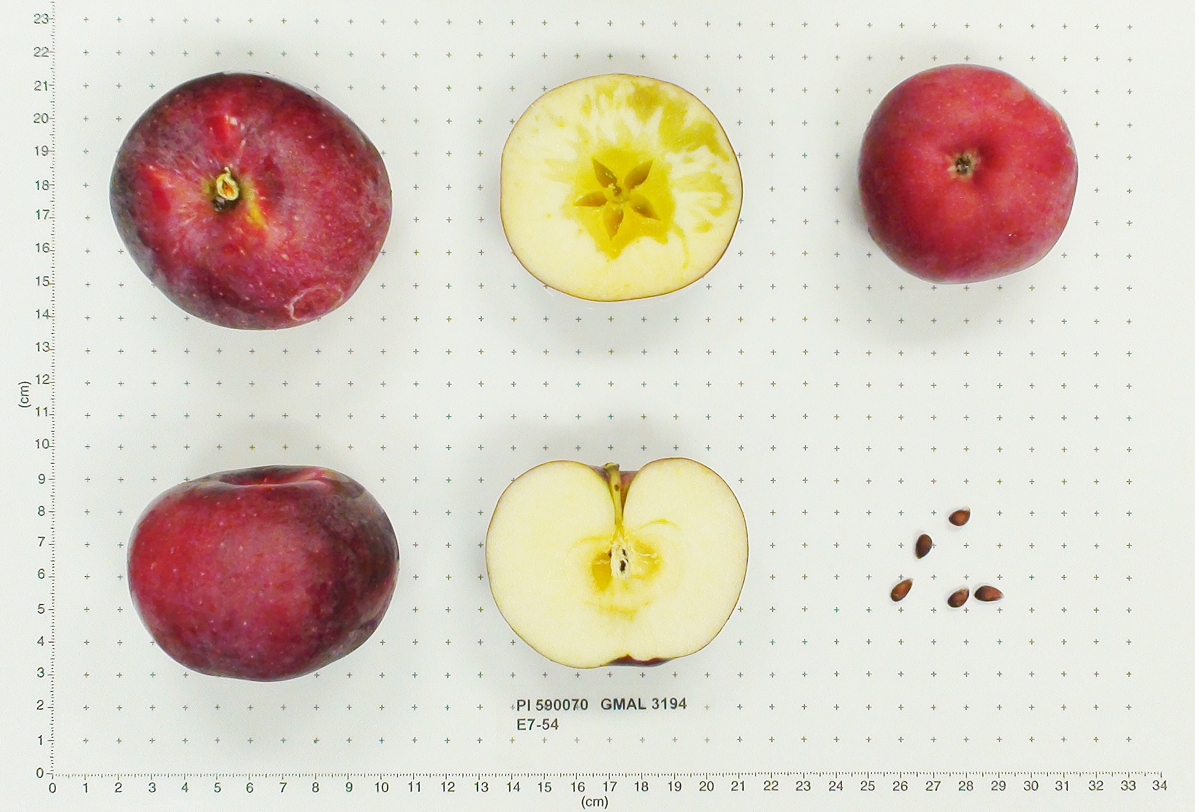 Click for 1 image(s) for this accession. FRUIT