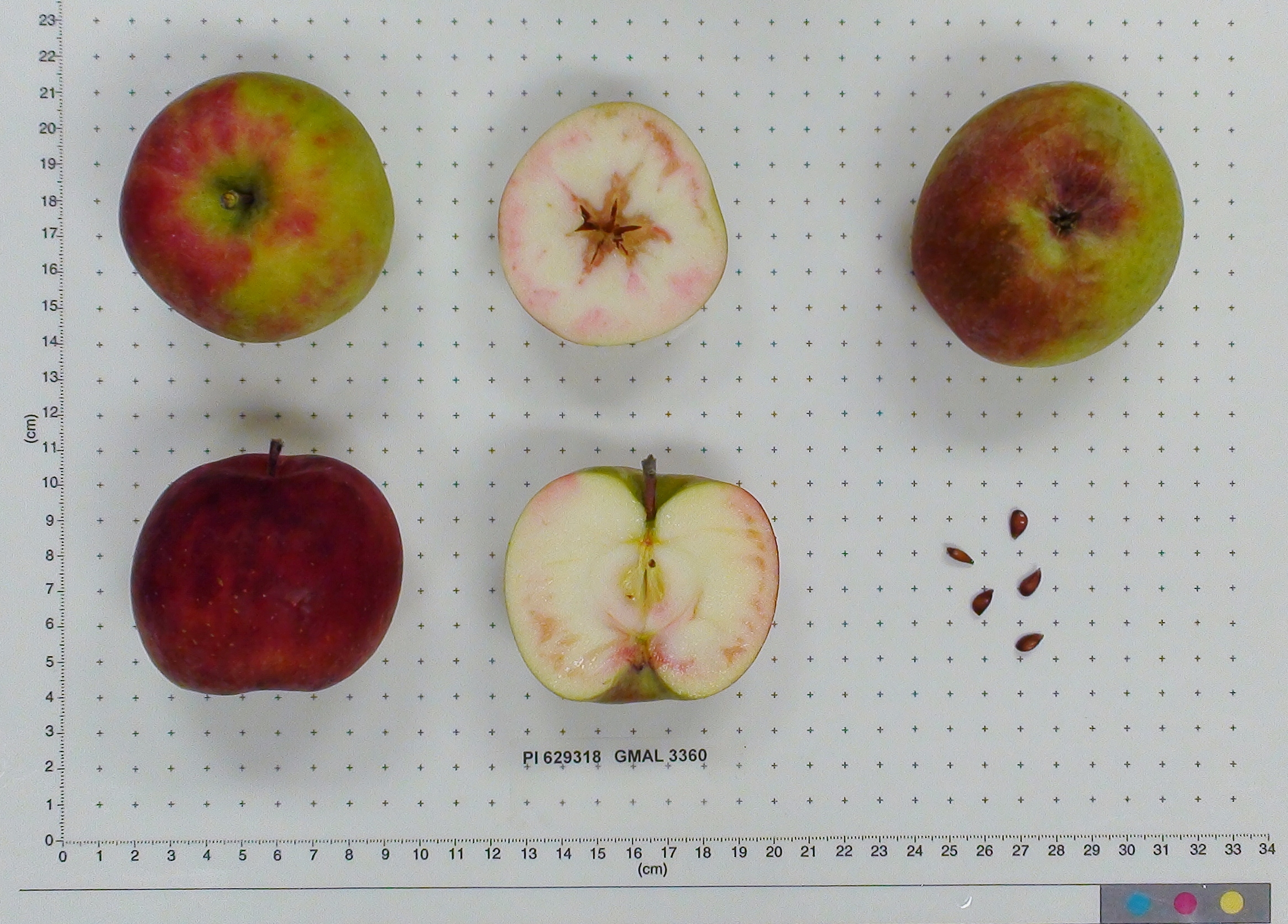 Click for 2 image(s) for this accession. FRUIT