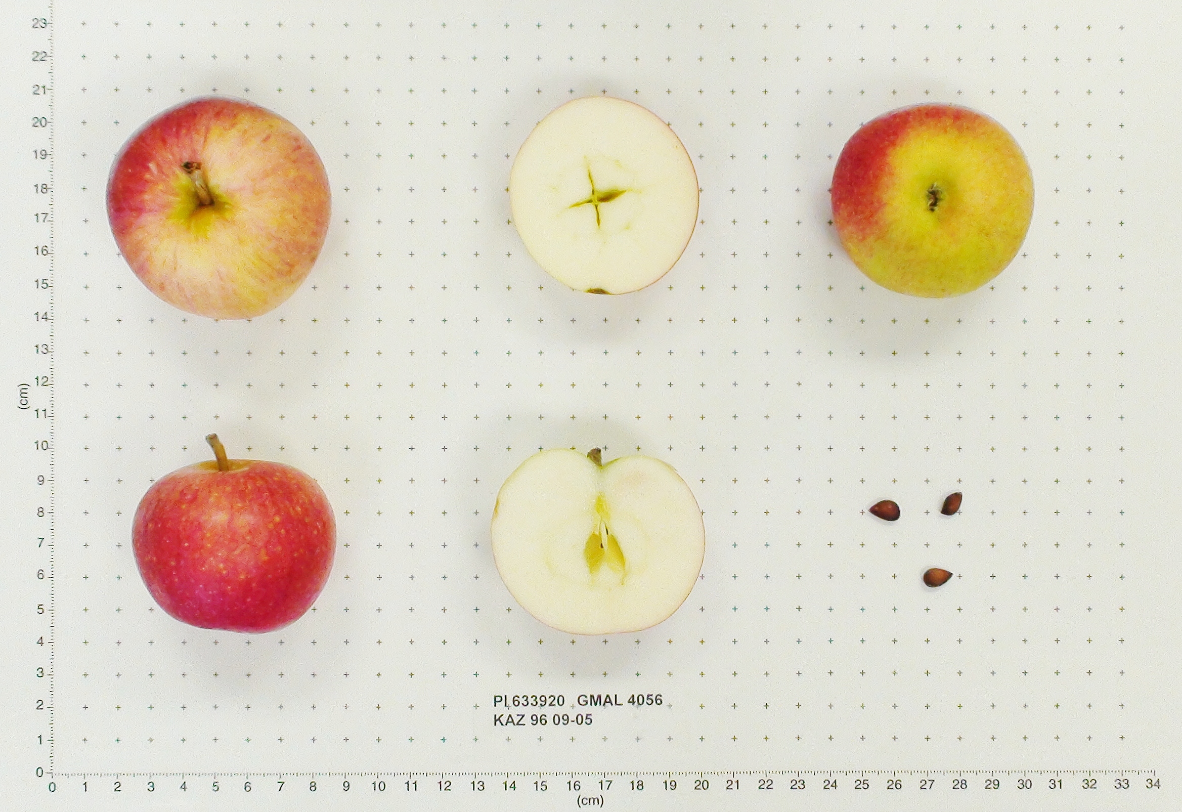 Click for 1 image(s) for this accession. FRUIT