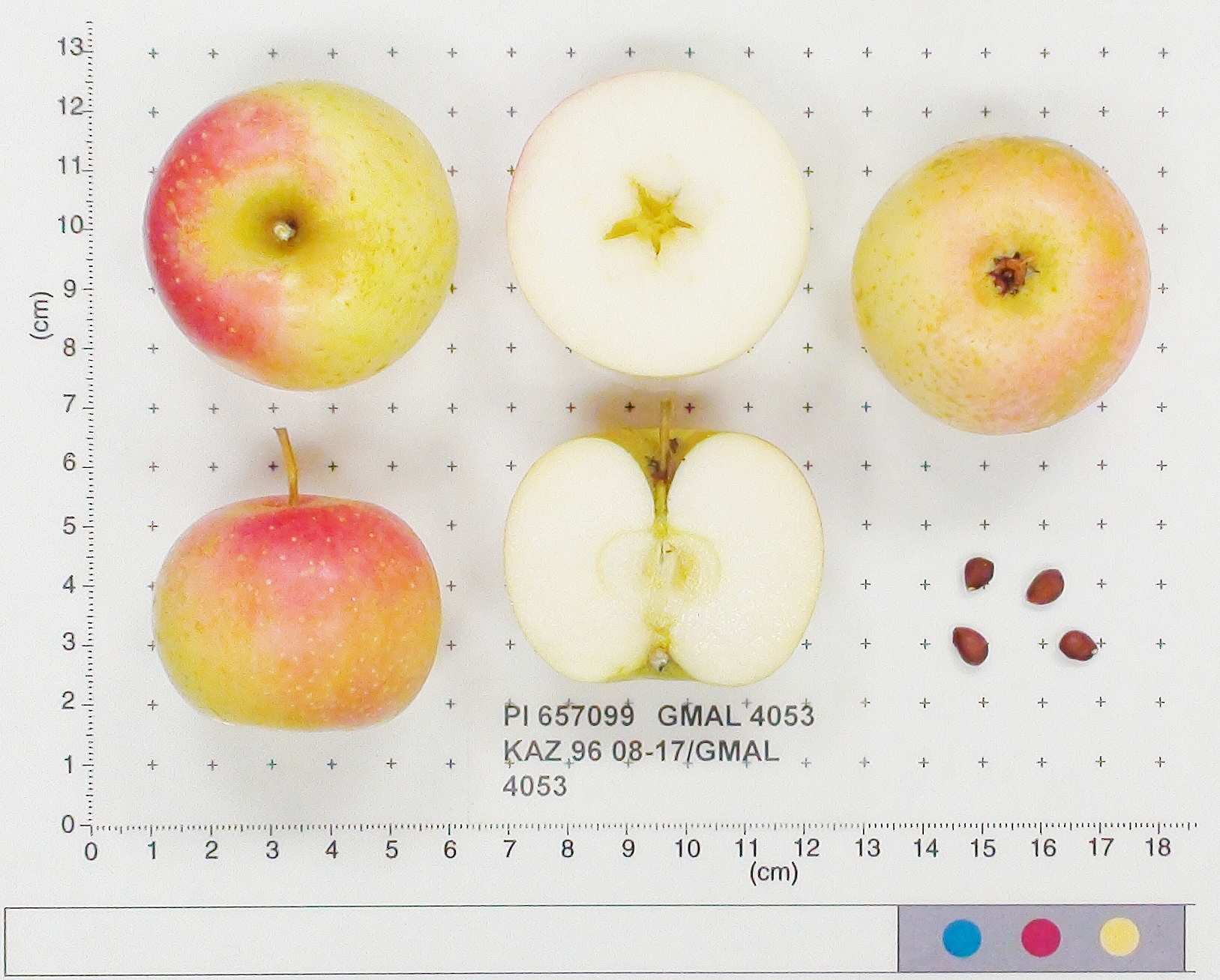 FRUIT