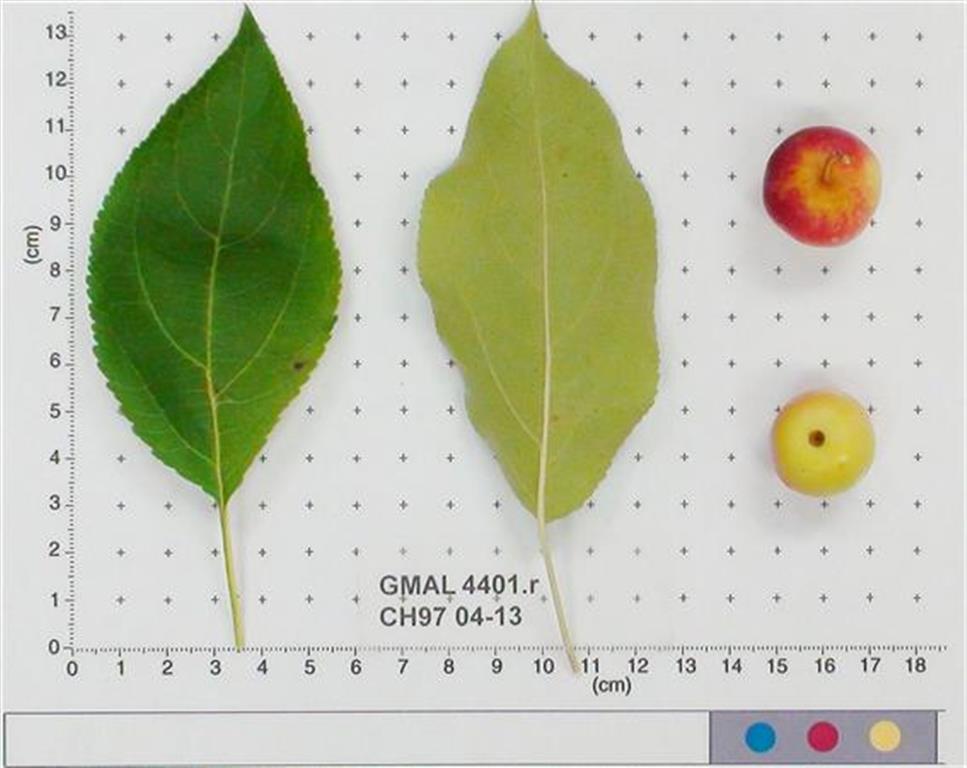 FRUIT