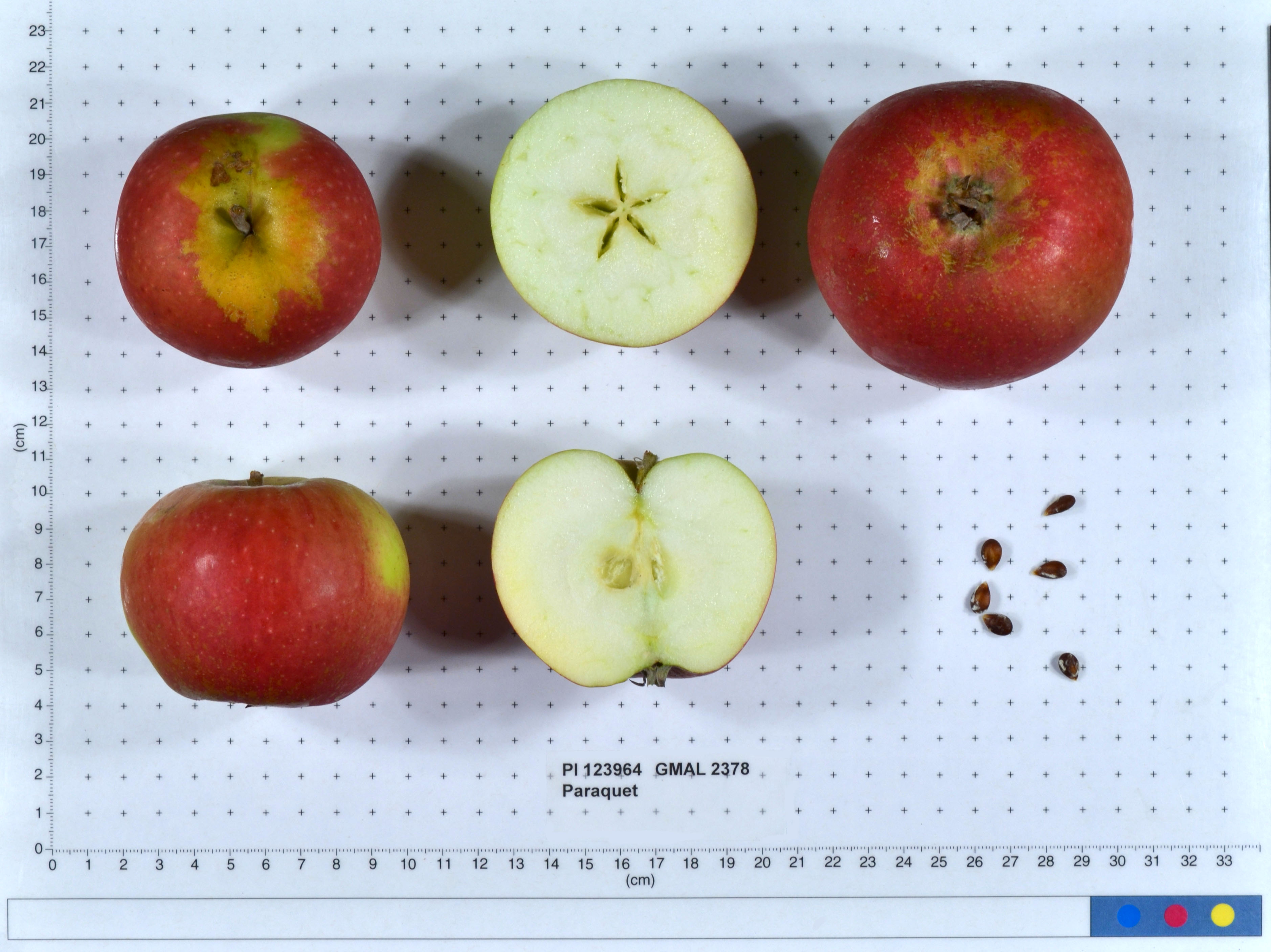 Click for 1 image(s) for this accession. FRUIT