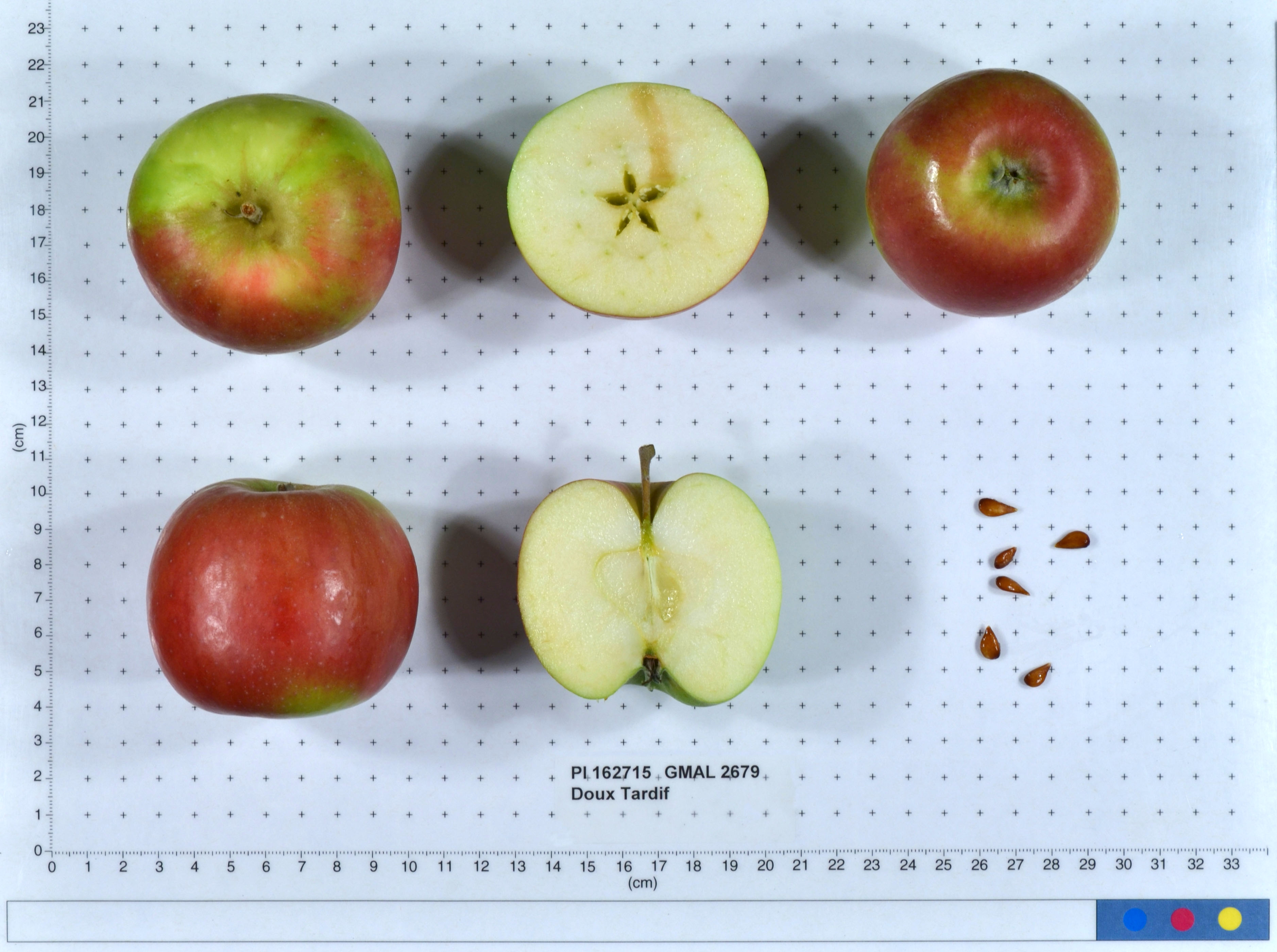 Click for 1 image(s) for this accession. FRUIT