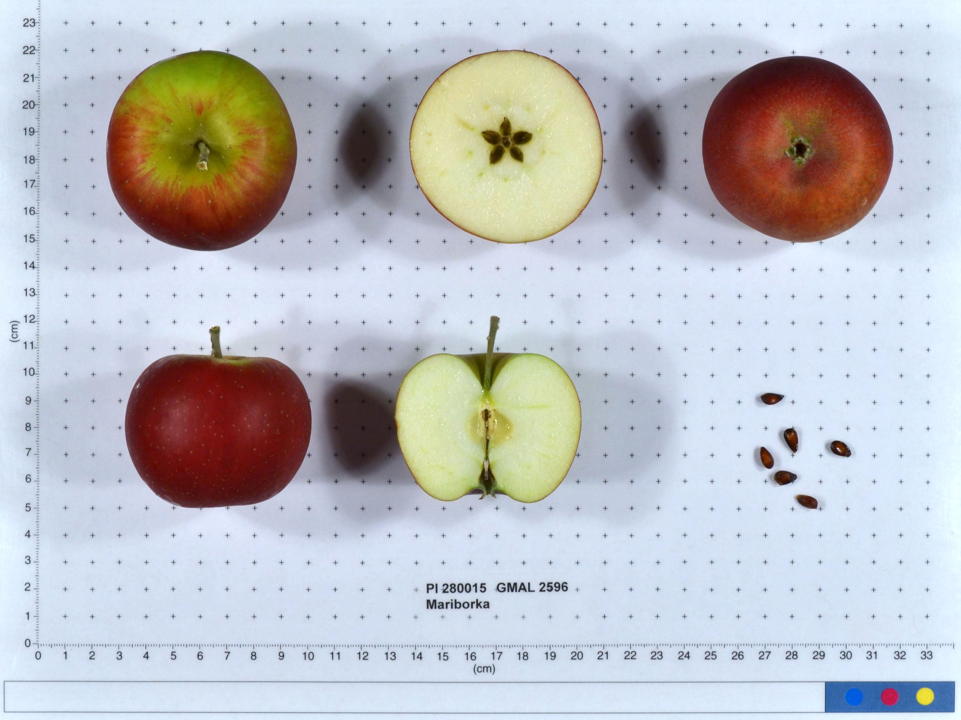 Click for 1 image(s) for this accession. FRUIT