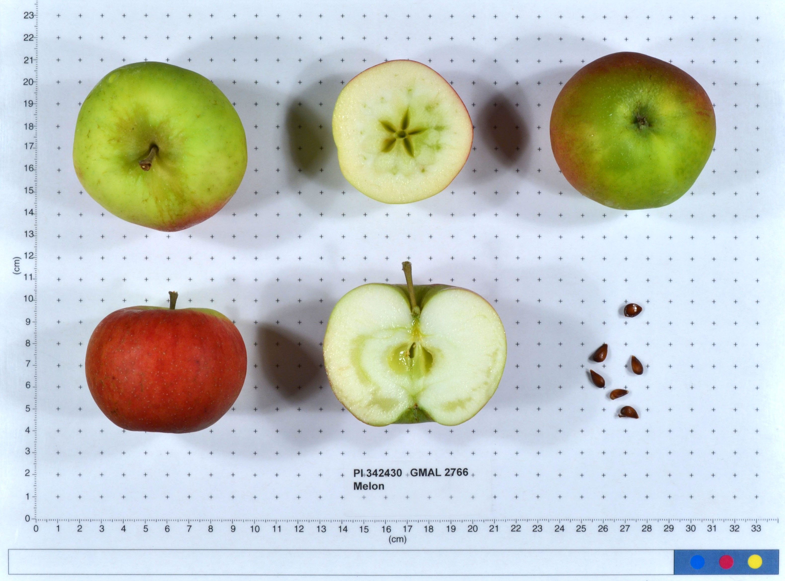 Click for 1 image(s) for this accession. FRUIT