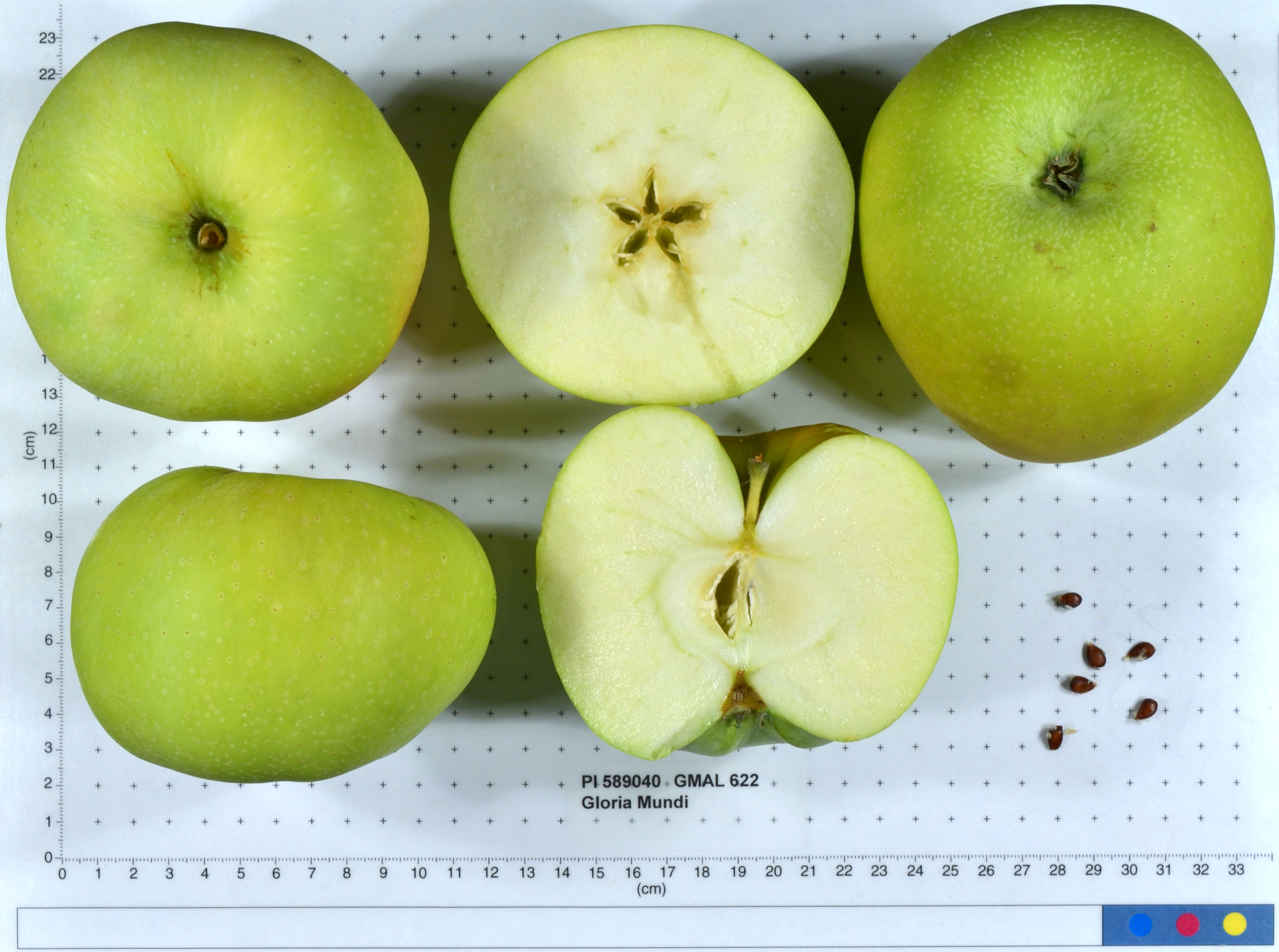 Click for 1 image(s) for this accession. FRUIT
