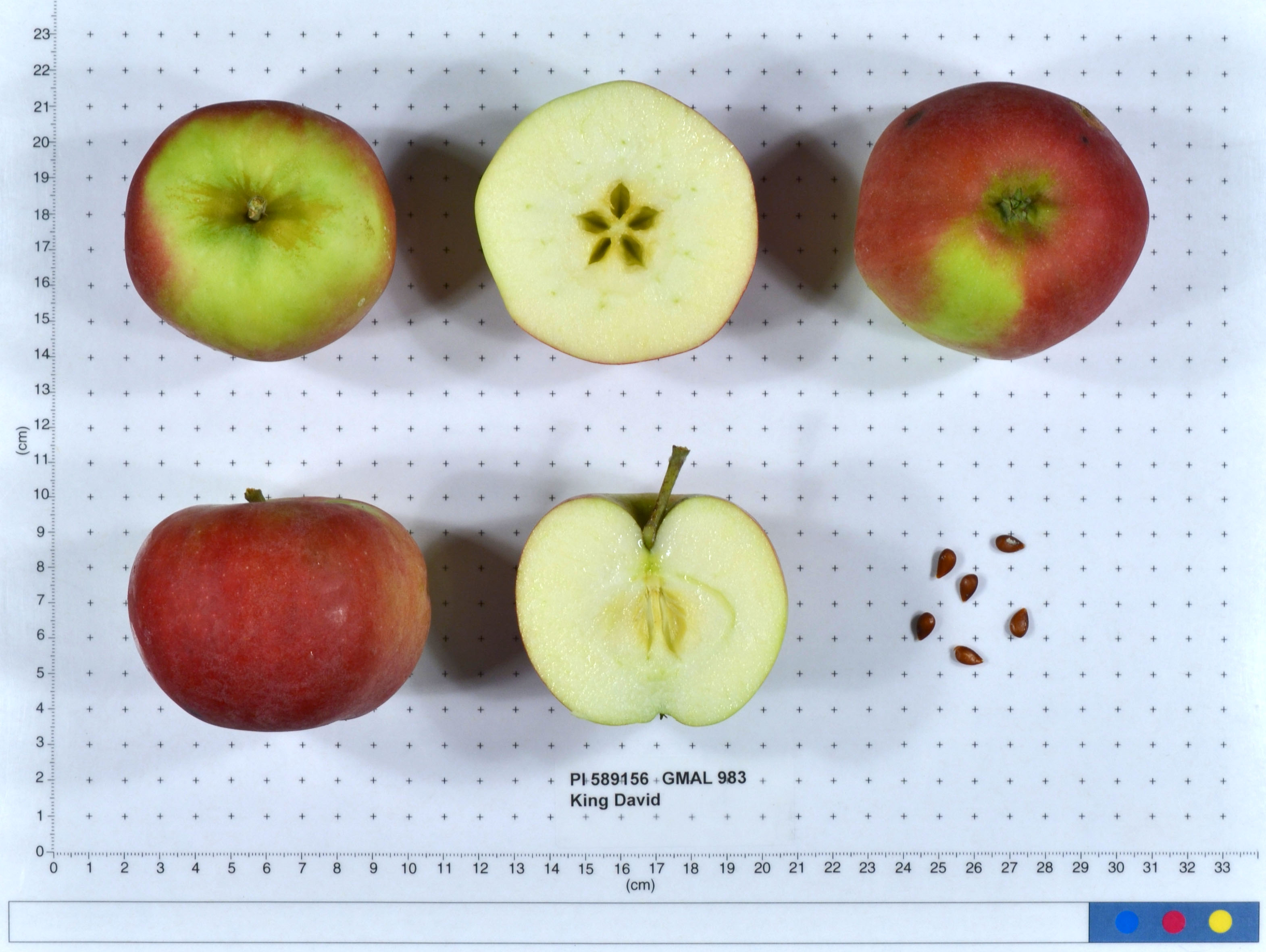 Click for 1 image(s) for this accession. FRUIT