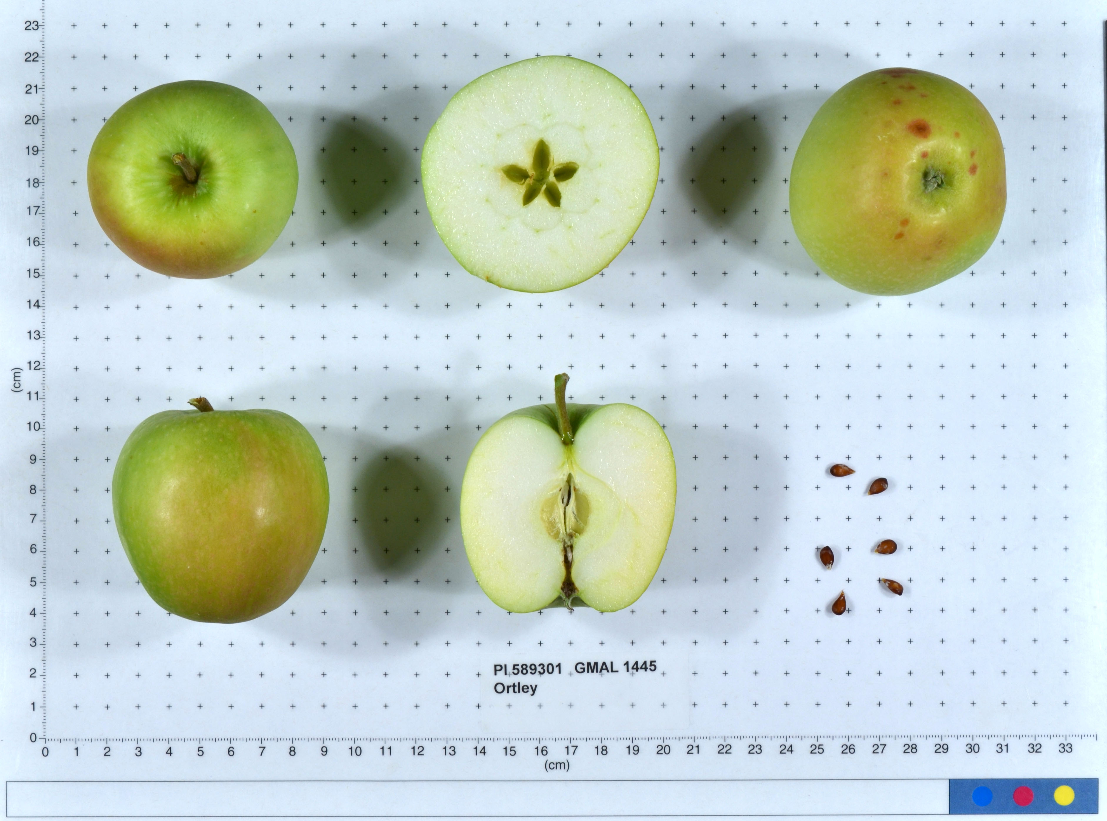 Click for 1 image(s) for this accession. FRUIT