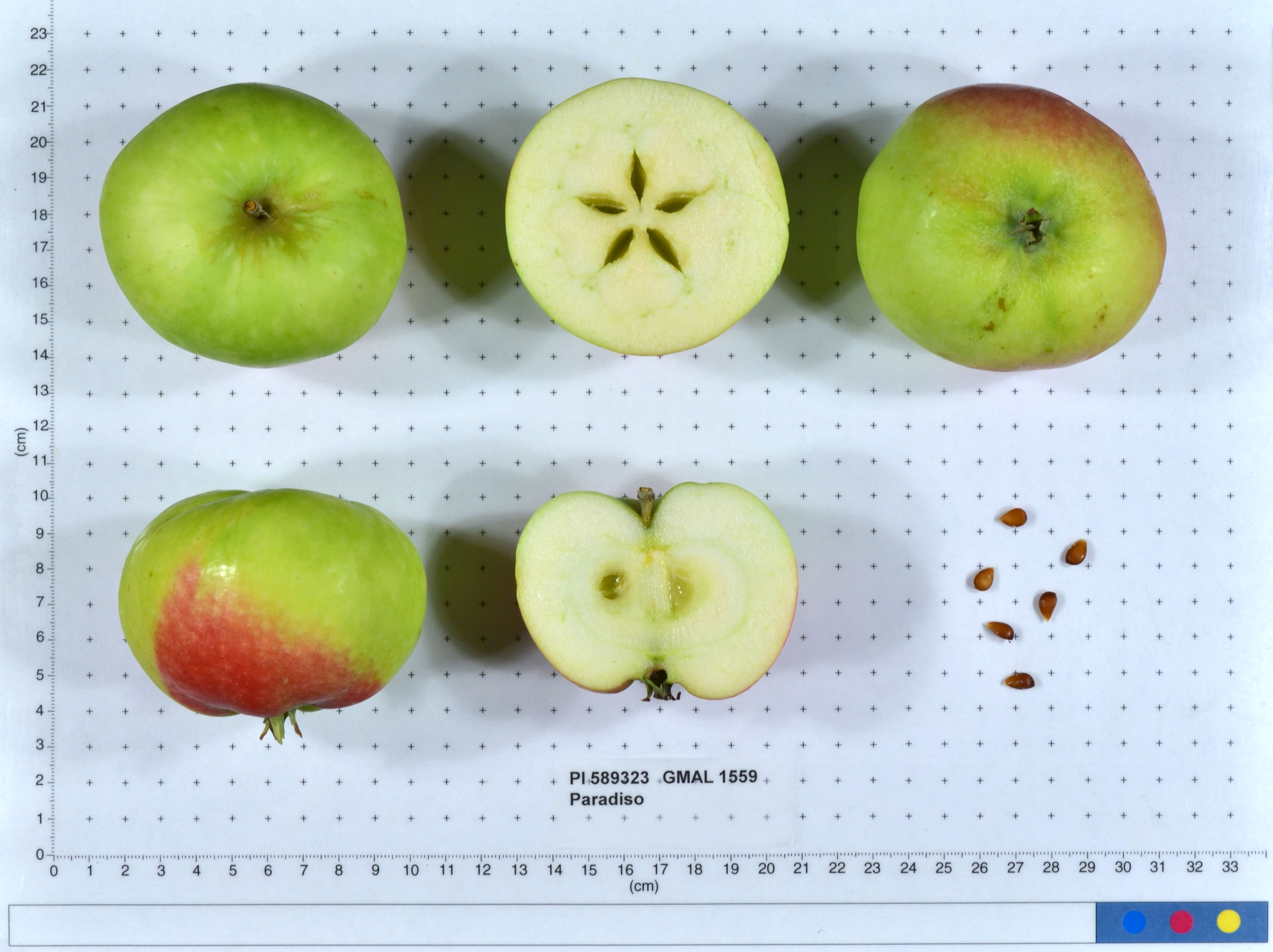 FRUIT
