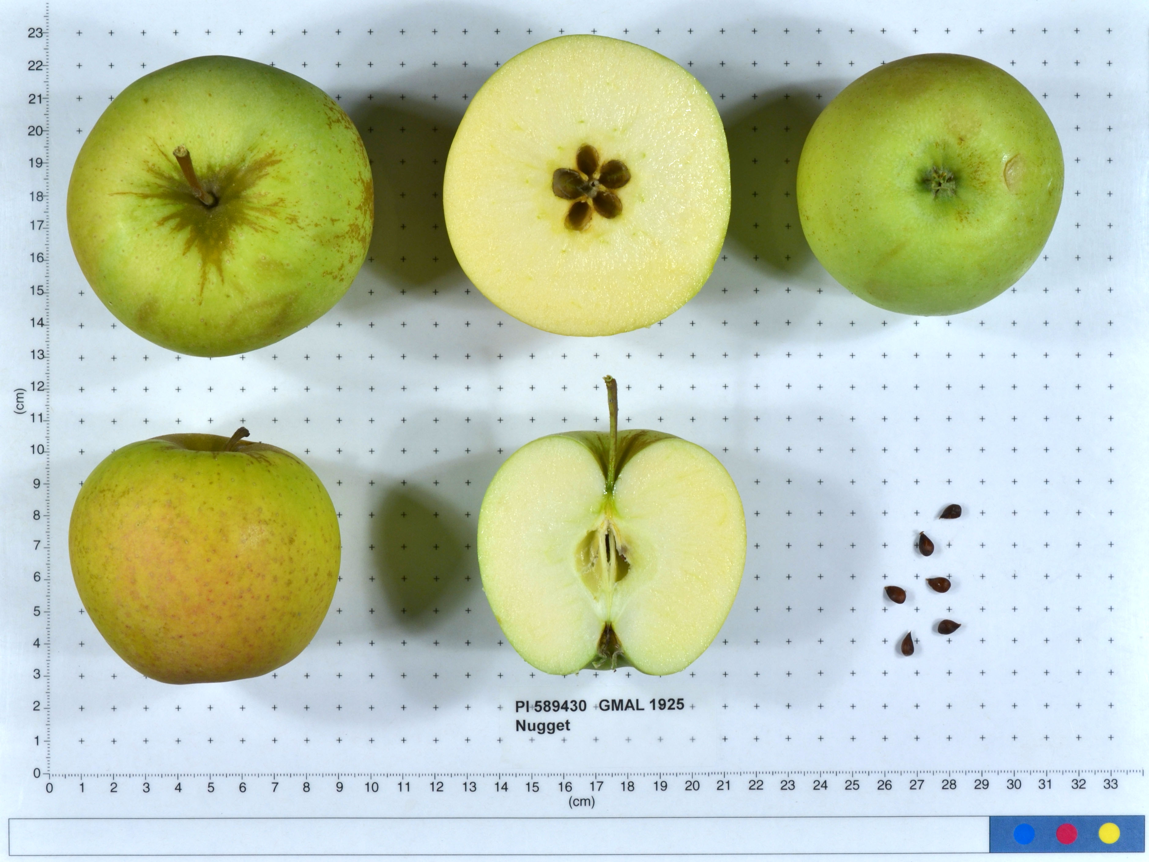 Click for 1 image(s) for this accession. FRUIT