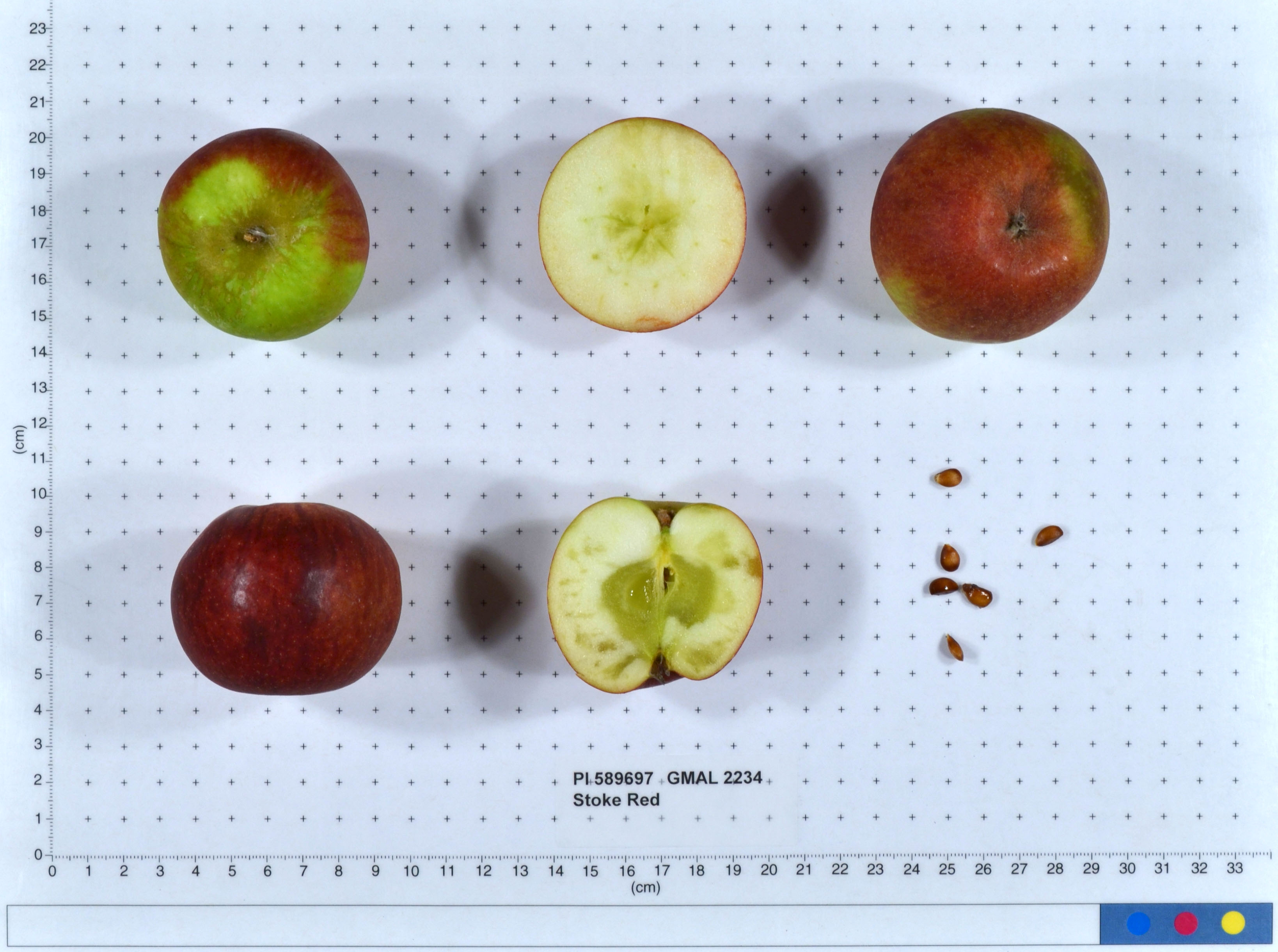 Click for 1 image(s) for this accession. FRUIT
